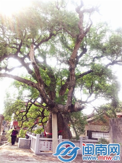 樟樹已有1200年歷史，村民希望它長長久久活下去