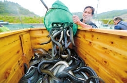 鰻魚不斷被倒入箱中