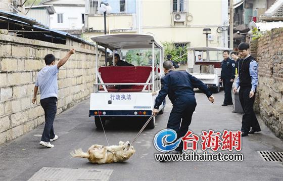 狗狗將被轉(zhuǎn)移到海滄的動物收容所