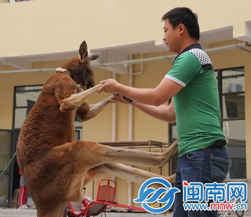 袋鼠盧比躍上健康教練身上，一頓“拳打腳踢”