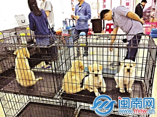 入院治療：病狗“下周”的這一周