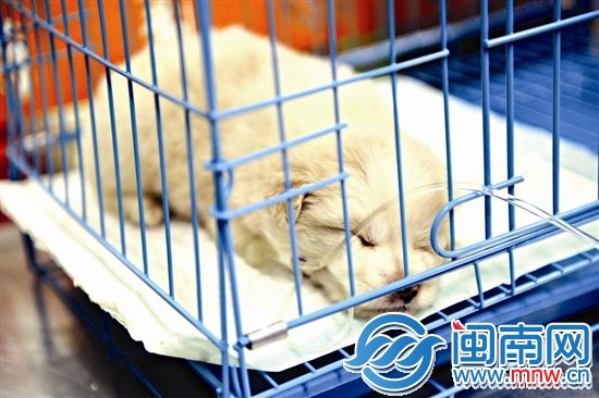 “下周”住院第一天，打點(diǎn)滴時(shí)，它趴在籠中