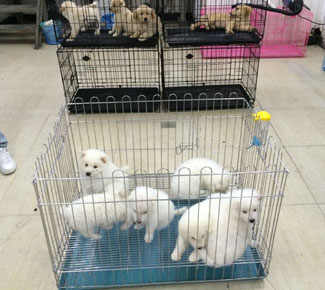 寵物店內(nèi)部