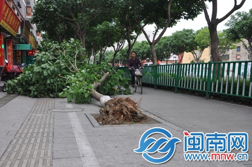 城西環(huán)路被風(fēng)刮倒的刺桐樹(shù)
