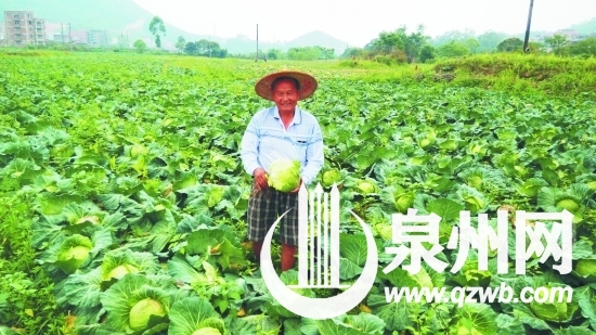 沈宗锜在菜地里查看已經(jīng)成熟的高麗菜