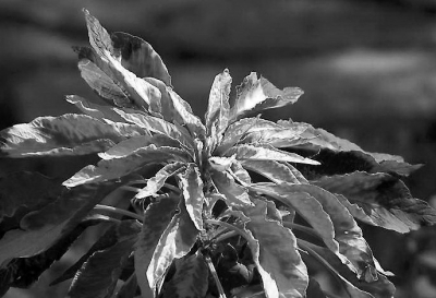 雁來(lái)紅（莧科一年生草本植物資料圖）