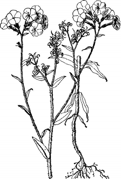 《中國植物志》所載別名為雁來紅的小天藍(lán)繡球