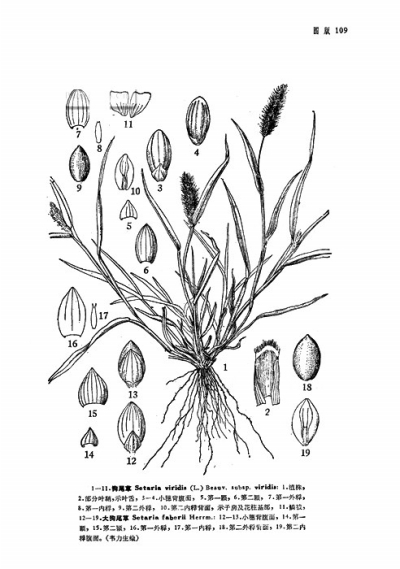 《中國(guó)植物志》所載狗尾草圖片