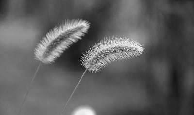 狗尾草（資料圖）