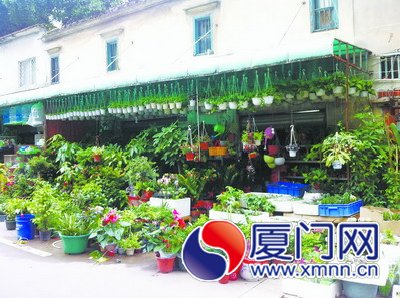 “驅(qū)蚊盆栽”熱銷