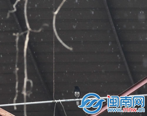 屋檐下，鳥兒躲雨