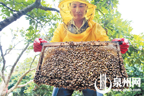 取出滿是蜜蜂的蜂巢，準備搖蜜