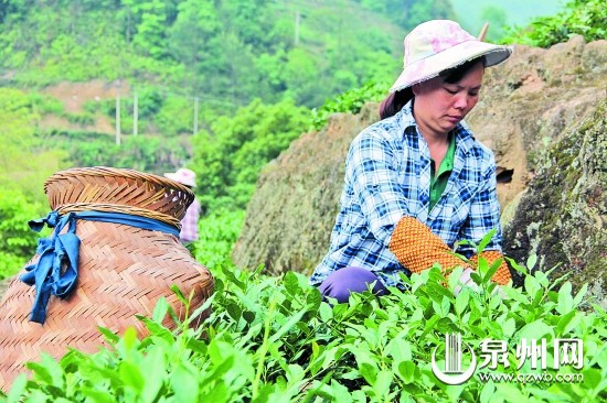 官銀花不辭辛苦地采茶