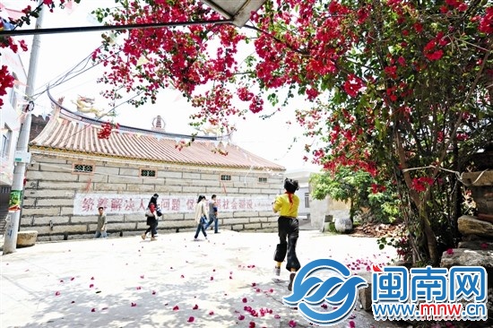 燦爛陽(yáng)光下，三角梅更艷麗了（昨12時(shí)許，攝于泉港區(qū)