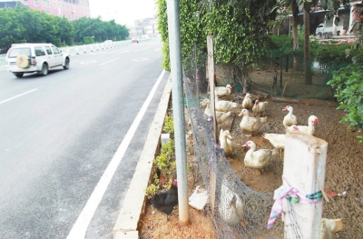 綠化帶上圈養(yǎng)家禽。