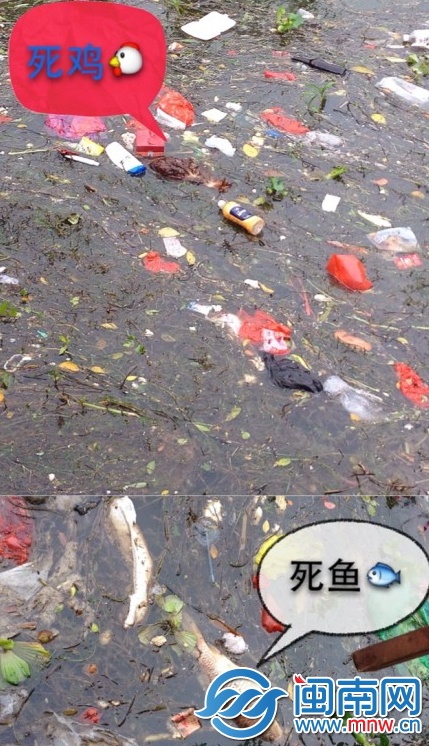 死雞、死魚