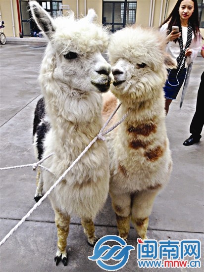 駝羊（左）與羊駝（右），傻傻分不清楚