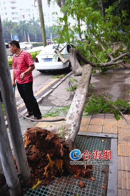 一棵郁郁蔥蔥的鳳凰木，頃刻間倒在人行道上