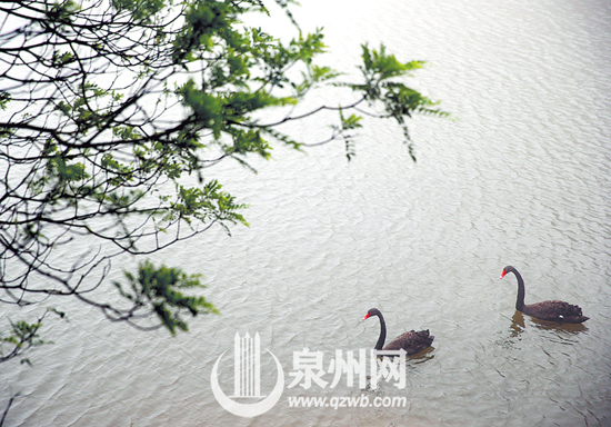 美麗天鵝湖