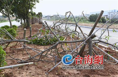 翔安南路30多棵貴重樹木被腰斬