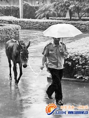 民警一手撐傘一手牽騾子
