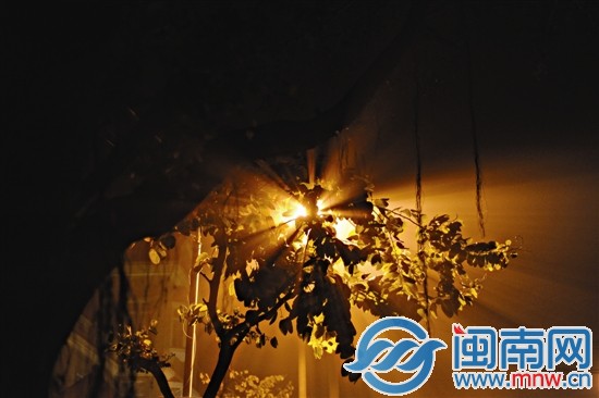 路燈燈光穿透行道樹樹葉的間隙