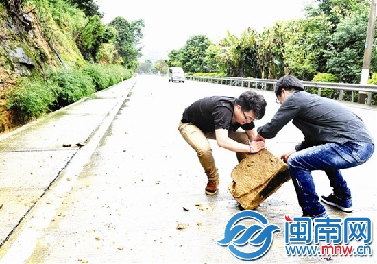 采訪途中，海都記者陳錕、陳晉合力將滾落在國(guó)道上的