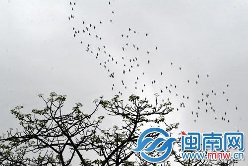 一群鳥(niǎo)掠過(guò)陰沉的天空