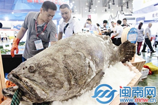 福州參展商亮出440斤重的石斑魚(yú)