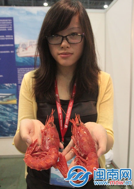 來(lái)自西班牙的緋紅大蝦1斤400元