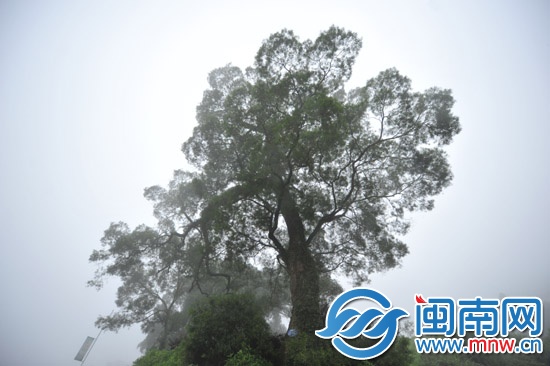 樹高三十多米，樹冠參天