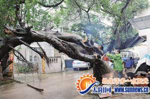 伐木工鋸下折斷枝干