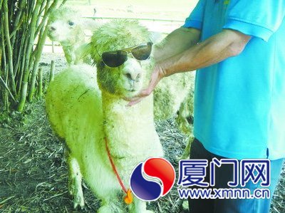 羊駝發(fā)型塵埃落定，成為運動會中的“裁判長”。