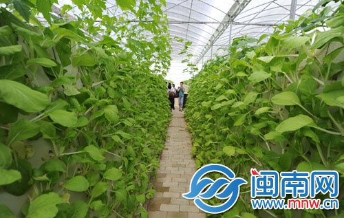 “智能植物工廠”大棚中，兩邊的蔬菜都是無土噴霧種