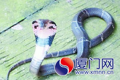 闖進住宅樓的眼鏡蛇