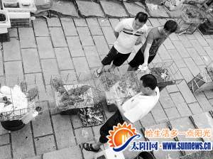 小販籠子中裝的都是受保護的野生動物，現(xiàn)場正在進行