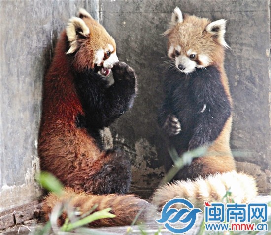 兩只小熊貓窩在墻角不出來