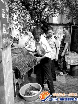 執(zhí)法人員現(xiàn)場將一箱麻雀放生。