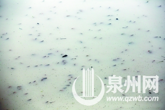 水面上密密麻麻漂浮著魚(yú)