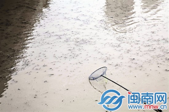 密密麻麻的魚(yú)群