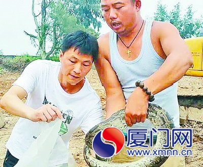 林業(yè)人員和捕蛇師傅將蟒蛇捕獲。