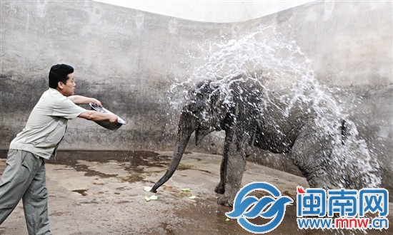 5月29日，濟南，動物園飼養(yǎng)員向大象潑水降溫