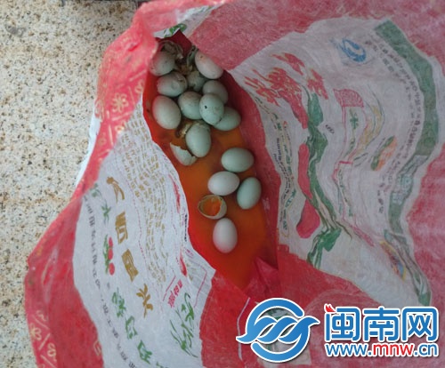 工作人員稱，被偷的鳥蛋極有可能是白鷺蛋