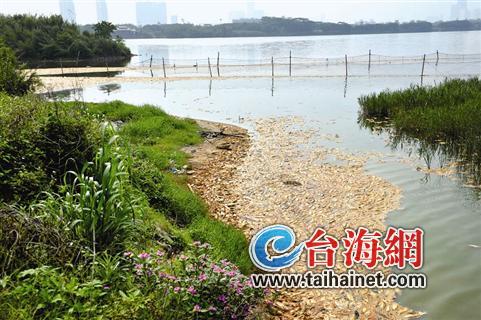 無數死魚發(fā)臭沒人清理