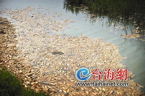 無數死魚發(fā)臭沒人清理1