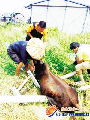 馬巷一頭黃牛掉進(jìn)化糞池