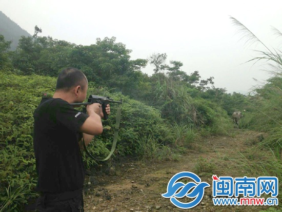 中了三槍后，牛摔倒在地?zé)o法動(dòng)彈