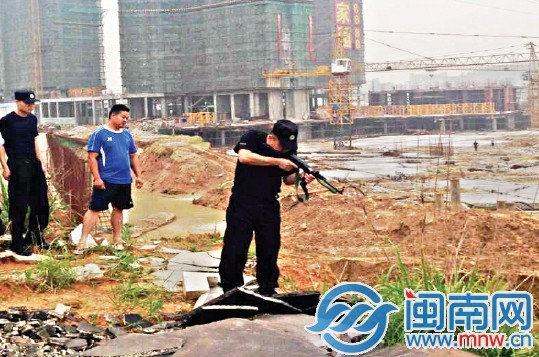 在南安官橋某工地旁，民警將牛擊斃