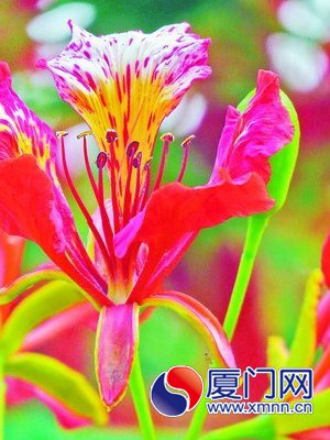 湖濱中路鳳凰花盛開1