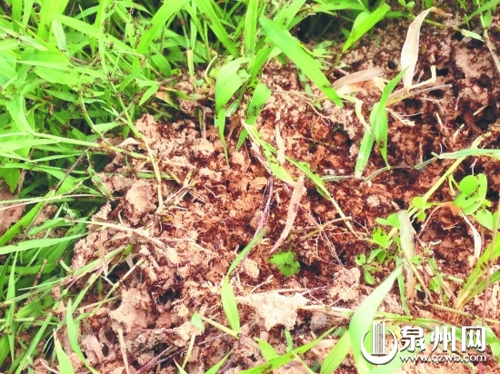 紅火蟻攻擊性很強(qiáng)，市民如被蜇應(yīng)及時(shí)處理傷口并就醫(yī)